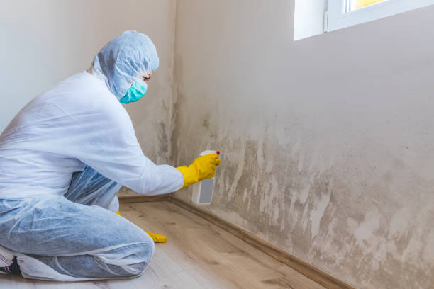 Professional Mold Remediation in Brighton, IL